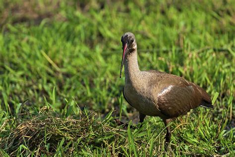 Hadada Or Hadeda Ibis (bostrychia Photograph by Roger De La Harpe ...