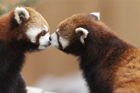 Pandas Kiss | Animals kissing, Animal couples, Cute animal couples