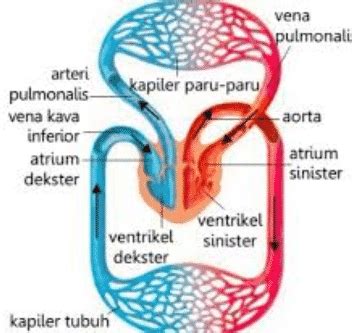 Pembuluh Darah Kapiler - DUNIA PENDIDIKAN