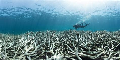 New photos show worst coral bleaching to date: 1,429 MILES of the Great ...