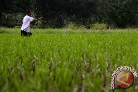 Kendala Indonesia kembangkan potensi pertanian - ANTARA News