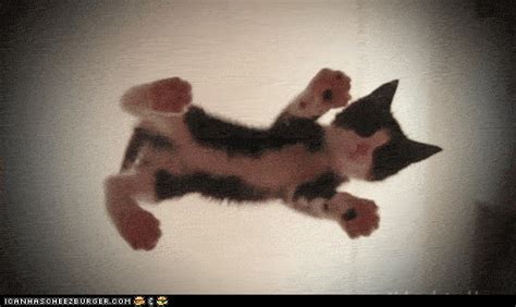 GIF: Twirl for Us, Hovercat! | Animals, Cats, Baby cats