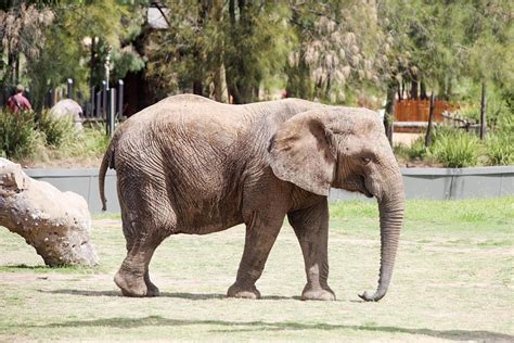 Dubbo, Australia, 2017 - Detail from Taronga Western Plains Zoo in ...