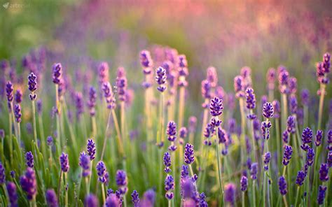 Download Nature Lavender Wallpaper