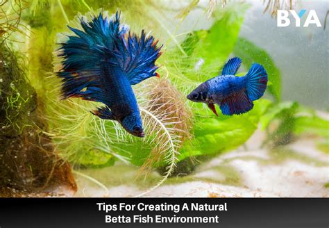 Tips For Creating A Natural Betta Fish Environment