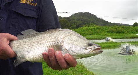 Australian Barramundi | Barramundi Gardens: home of Barramundi Gold and Springroll Gold