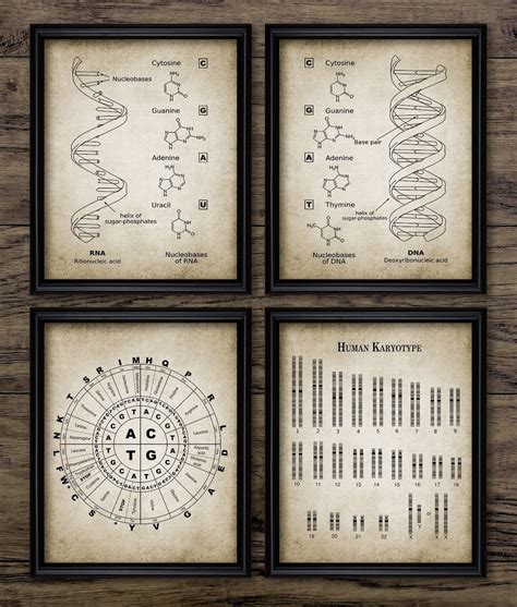 DNA and RNA Genetic Code Wall Art Set of 4 Genetics - Etsy