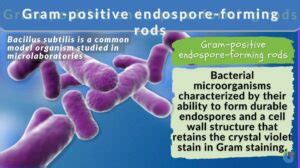 Gram-positive endospore-forming rods Definition and Examples - Biology ...