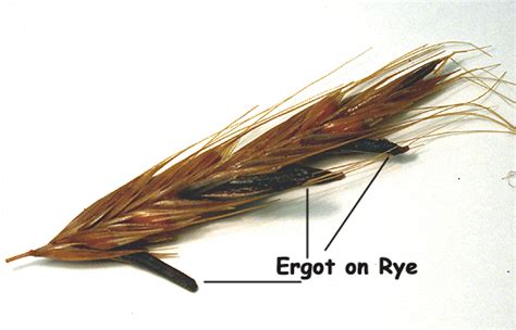 Ergot Poisoning and Grains - PREPAREDNESS ADVICE