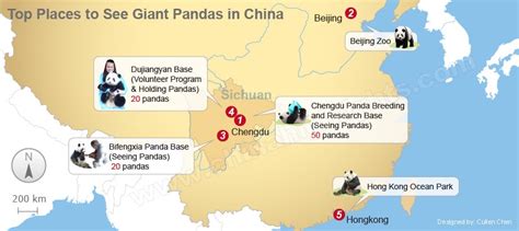 Panda | World Wildlife Info