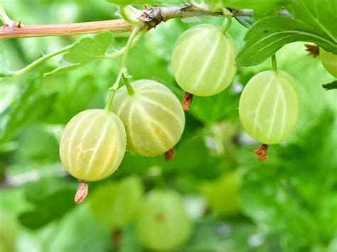 Gooseberry Plants - Growing Gooseberry In The Home Garden