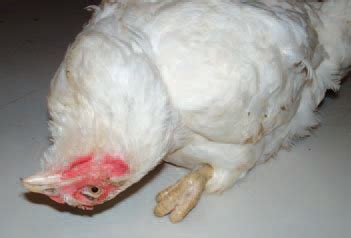 NEWCASTLE DISEASE - Diseases of Poultry - The Poultry Site | The ...