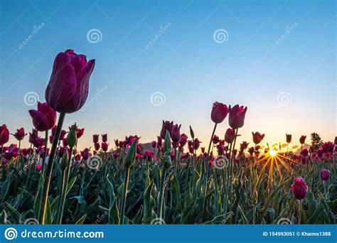 Tulip Field at Sunrise stock image. Image of nature - 154993051