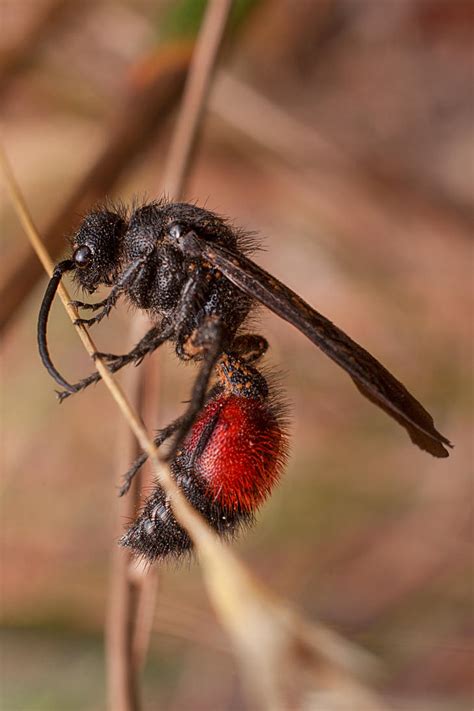 Male Velvet Ant 2017 by class-pessimist on DeviantArt