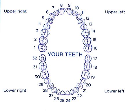 Tooth Talk with Dr. William Schlotz: Dental Terminology and Dental Procedures