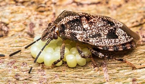 bed bug eggs in your hair - Elene Coffey