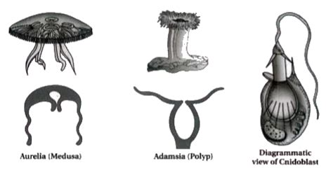 Give general characteristics of phylum coelenterata/cnidaria.