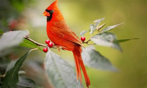 Red Bird, Cardinal – Spirit Animal, Biblical Meaning, Totem, Symbolism - Meaning Zone