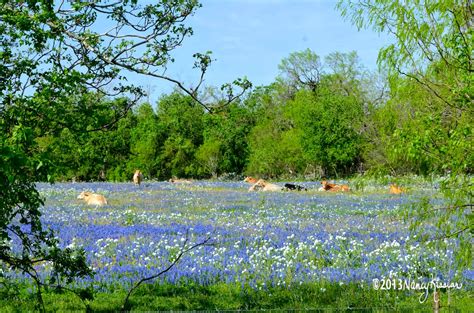 Wild About Texas: Bluebonnets Cover the Land