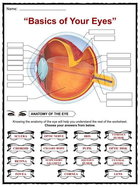 Parts Of The Eyes Worksheets For Grade 3 - Free Printable Worksheet