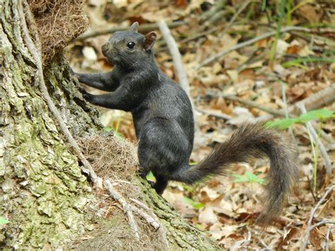 Capital Naturalist by Alonso Abugattas: Black Gray Squirrels?