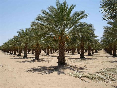 How date palm seeds can remove toxins from the environment