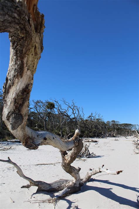 "Climbing the Bones at Boneyard Beach, Big Talbot Island State Park in Jax, FL" by ...