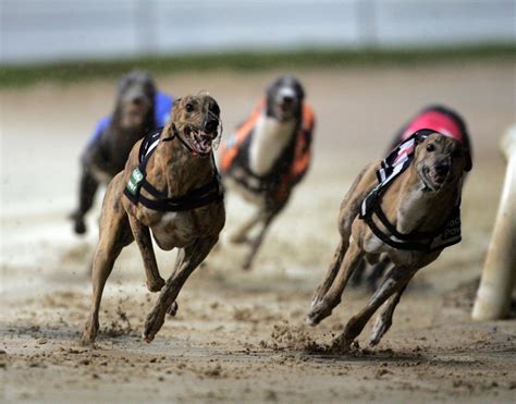 How To Bet Guidance | How To Bet on Dog Racing? - inteplay.com