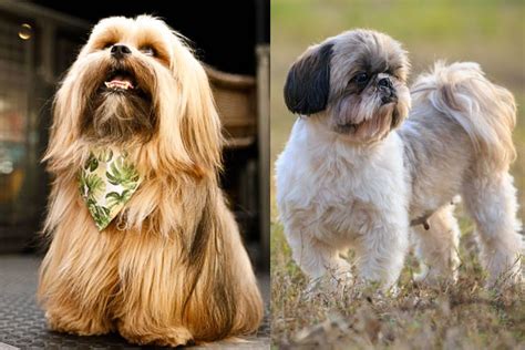 Lhasa Apso Vs Shih Tzu - What's The Difference?