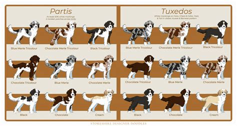 What Is The Recessive Color For Dogs