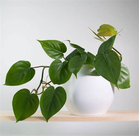 11 Best Indoor Vines And Climbers You Can Grow Easily In Your Home | Balcony Garden Web