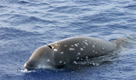 Cuvier's beaked whale the deepest diving animal - Australian Geographic