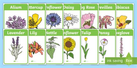 Flower Identification Display Posters Identify Garden Plants