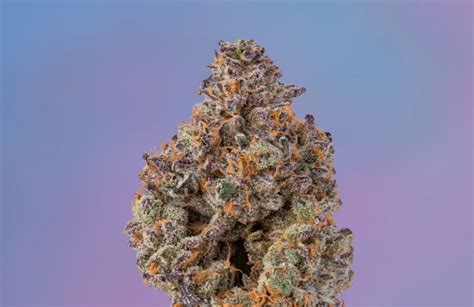 Apples & Bananas Strain By Cookies: A Potent Hybrid With Pungent Fruity Terps