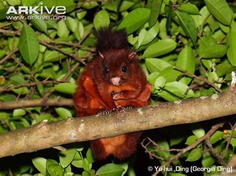 The Superheroes Of The Squirrel World: Flying Squirrels - Global Wildlife Conservation