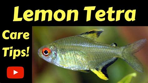 Lemon Tetra Care Guide & Profile | Fishkeeping World