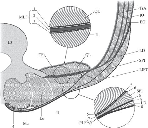 [PDF] The thoracolumbar fascia: anatomy, function and clinical ...