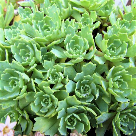 GREEN – Succulent Plants UK