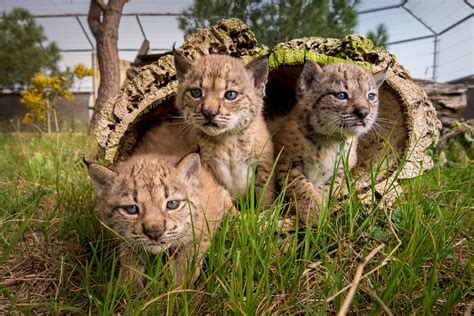 Iberian Lynx Cubs