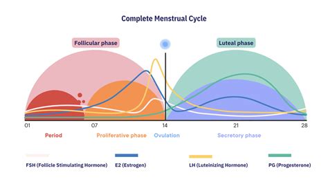 How does the contraceptive pill affect your menstrual cycle?