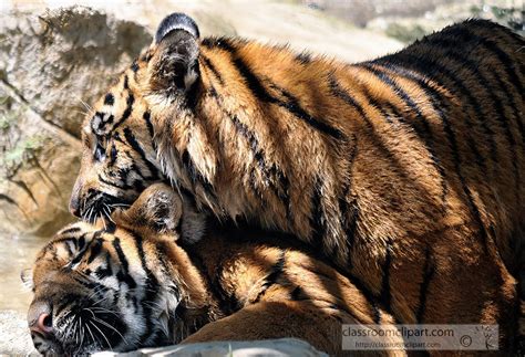 Tiger Image - sumatran-tiger-5162 photo- Classroom Clipart