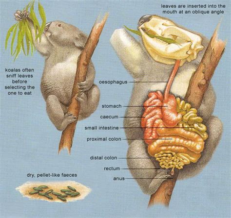 The Koalas' Diet & Digestion - Australian Koala Foundation