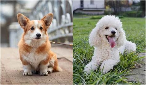 Corgi Poodle Mix: The Unexpected Cross