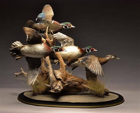 Flying Wood Duck Mounts Check it out now!