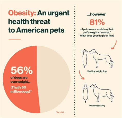 Obesity Is A Major Health Crisis For Dogs: Here's What You Can Do About It | Obesity, Health ...