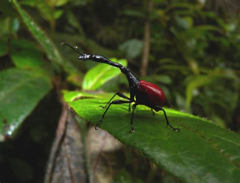 Real Monstrosities: Giraffe Weevil