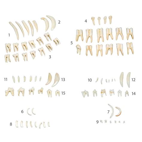 Animal Teeth Identification Chart