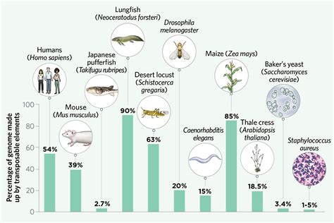 Infographic: How Transposable Elements Can Shape Evolution | TS Digest | The Scientist