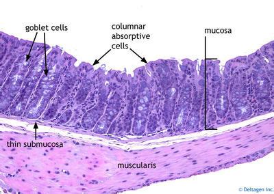 Large Intestine Histology - Colon (labels) - histology slide