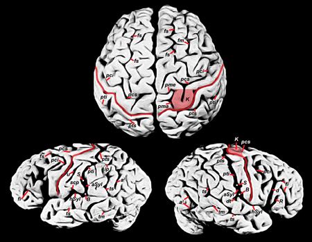 Closer Look at Einstein's Brain | Science | AAAS